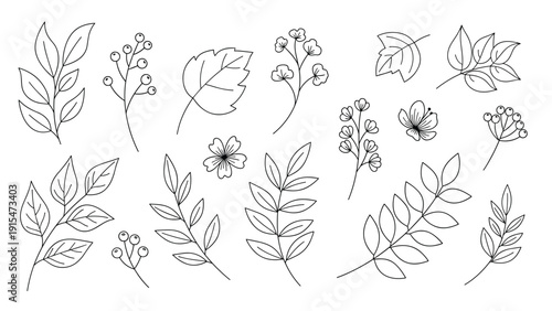 Collection of intricate outline illustrations depicting various leaves, branches, delicate flowers, and clusters of berries, perfect for botanical designs.