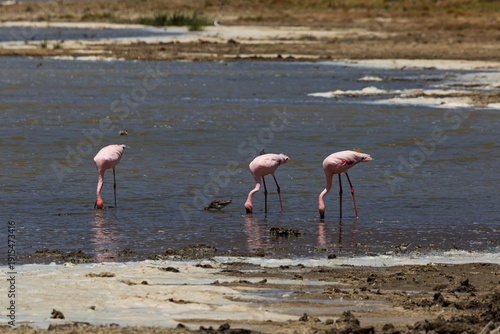 Ngorongoro Crater, Tanzania - September 23th 2025: Pink Flamingos Foraging in the Salt Lake