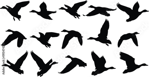 Collection of black mallard duck silhouettes in flight for hunting season graphics nature wetland wildlife and bird migration design projects,