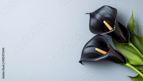 Elegant pair of black calla lilies against a soft gray background