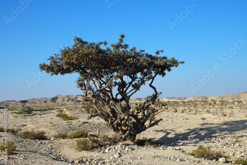 Boswellia, frankincense tree. Oman