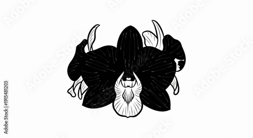 A striking black orchid with delicate white outlines on a stark white background