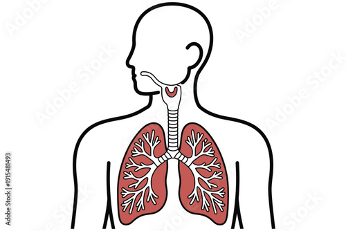 Lung illustration showing human respiratory system with trachea and bronchi