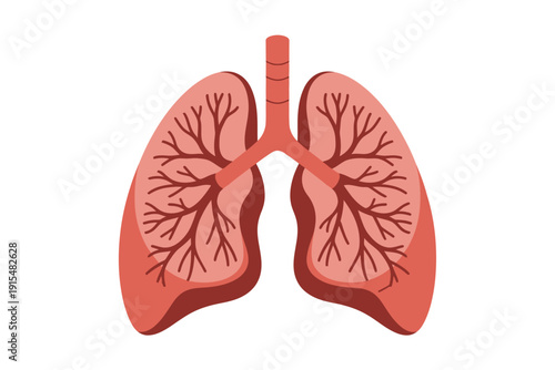 Lung illustration showing detailed internal anatomy with trachea and bronchi