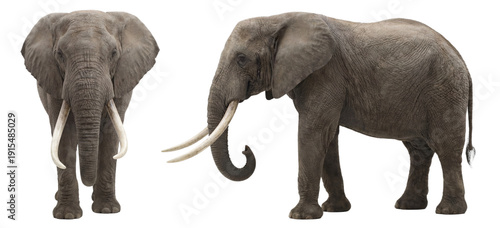 Obraz na płótnie African elephant front and side view isolated on transparent background (PNG)