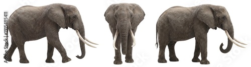 African elephant isolated on transparent background (PNG)
