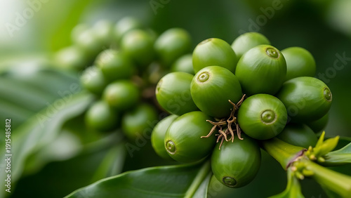 Agricultural Process in a Lush Coffee Plantation Environment