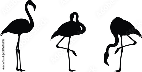 Three flamingos in different poses silhouette