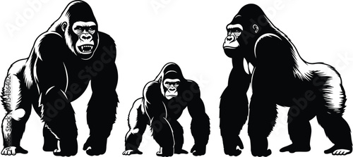 Evolution of gorillas in different postures