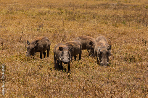 Canvastavla Ngorongoro Crater, Tanzania - September 23th 2025: A Herd of Warthogs Grazing in
