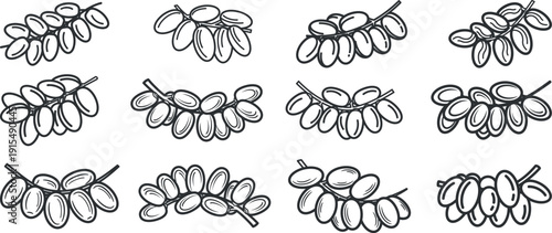 Date fruit cluster vector icon set featuring sweet kurma palm food sketches for Ramadan Iftar snacks and healthy eating concepts in black and white line art outline style isolated on white background.