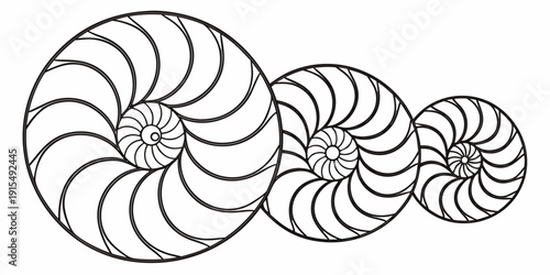 A collection of three nautilus shells with intricate patterns and varying sizes Vector