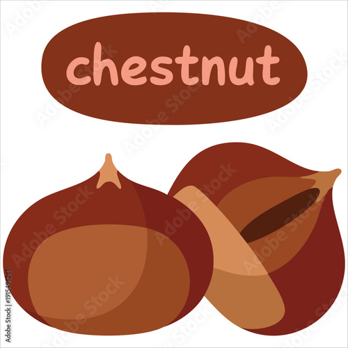 Natural chestnut illustration for autumn and fall season concepts vector design