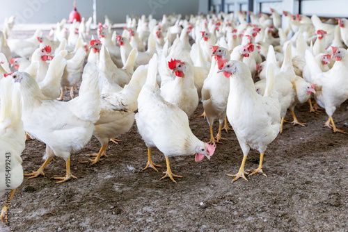 Obraz na płótnie Witte scharrelkippen bij biologisch pluimveebedrijf met vrije uitloop