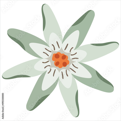 Edelweiss flower symbol for alpinism and mountain concepts vector illustration