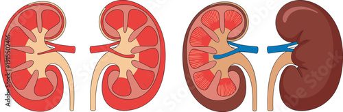 Human kidney anatomy illustration set showing cross section and external view with renal cortex, medulla, pelvis, artery and vein. Medical healthcare biology diagram.