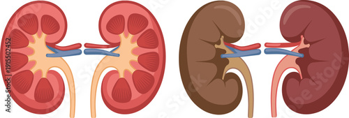 Human kidney anatomy illustration set showing internal cross section and external kidney view with renal artery, vein and ureter. Medical urology healthcare biology diagram.