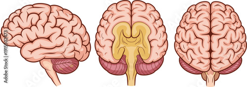 Human brain anatomy illustration set showing side, front and top views with cerebellum and brainstem. Medical neuroscience diagram for education, biology and healthcare.