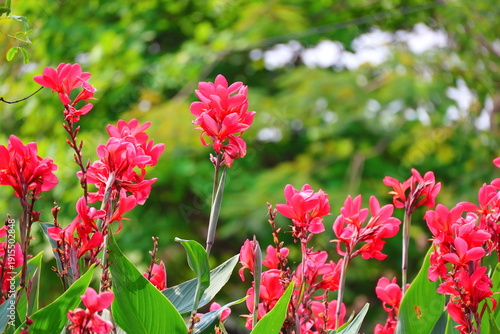 Tableau sur toile The Canna lily, with its pinkish-red flowers, blooms in the garden