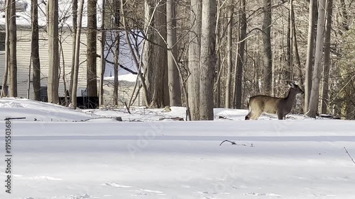 3 deers in the backyard covered with snow after the snow storm in winter
