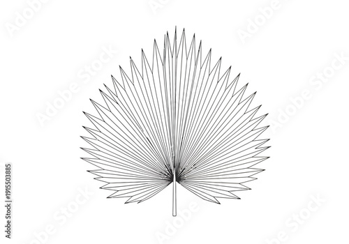 Detailed Stylized Tropical Plant Frond Outline With Radiating Lines On White Background For Graphic Design