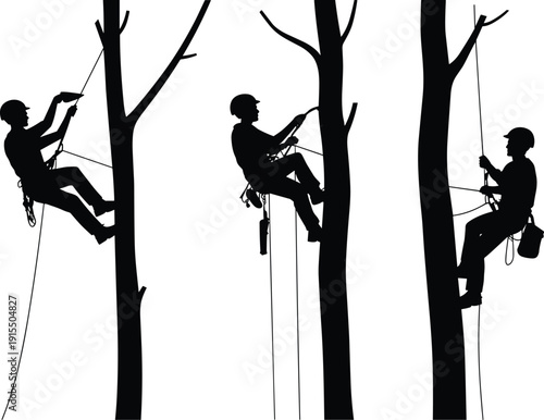 Silhouette of professional arborists climbing tall trees using rope harness and safety gear, performing tree trimming and pruning work for forestry and maintenance services.