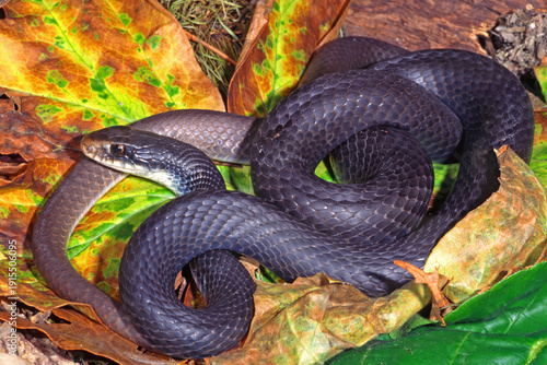 Quadro em tela Southern Black Racer, Coluber constrictor