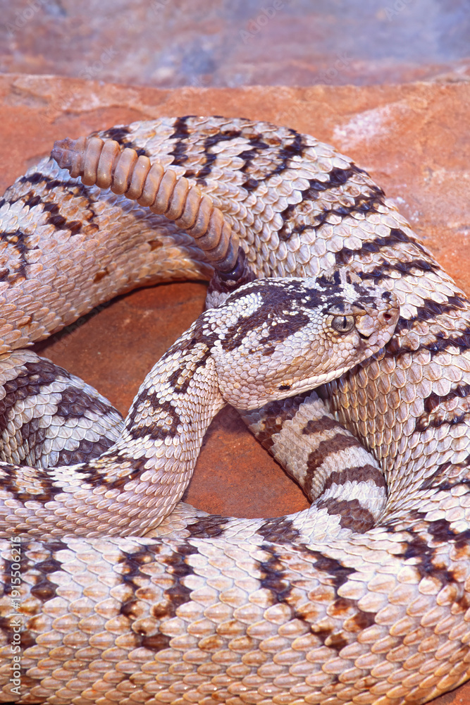 Obraz premium Great Basin rattlesnake, Crotalus lutosus