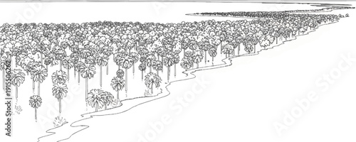 An overhead view of a dense palm tree forest bordering a winding river