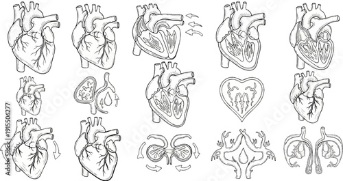 Anatomical diagrams illustrate the complex structure and function of the human heart