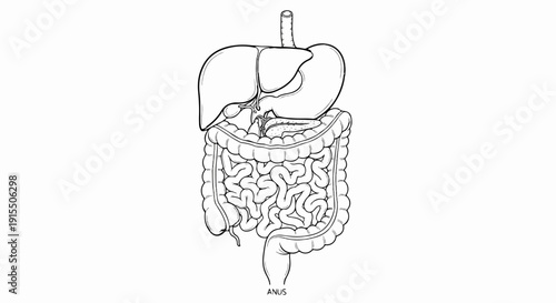 Anatomical illustration of the human digestive system, showing organs