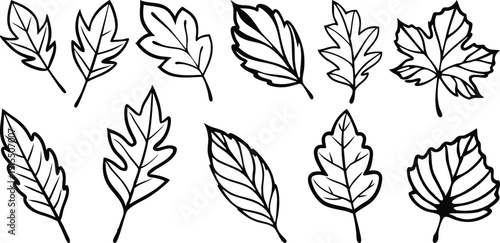 Minimalist botanical line art of Maple Oak Elm and Birch leaves in a hand drawn sketch style for organic branding logos