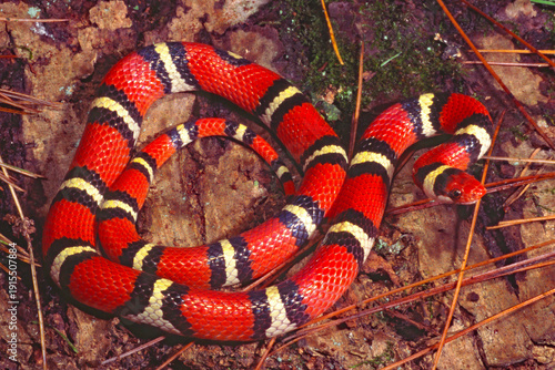 Scarlet kingsnake, Lampropeltis elapsoides