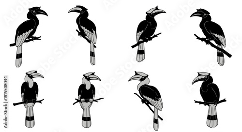 Eight black and white hornbill birds perched on branches in various poses