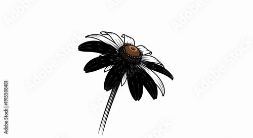 Black and white flower with brown center against white background