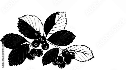 Black and white illustration of a branch with berries and serrated leaves