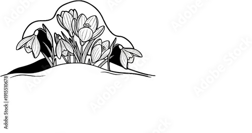 Black and white illustration of snowdrops and crocuses emerging from snow