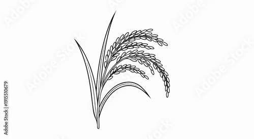 Black and white illustration of a stalk of rice with grains and leaves