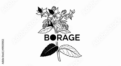 Black and white line drawing of borage plant with flowers and leaves