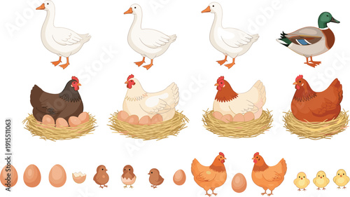 Farm animals vector set with chickens hens sitting on nests with eggs white geese mallard duck and cute yellow baby chicks illustration.
