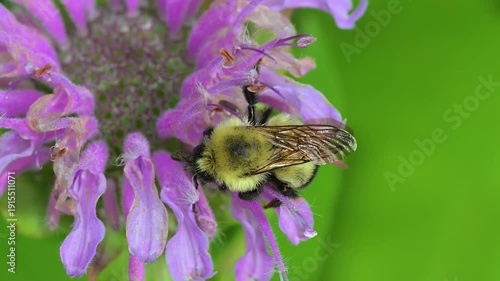 A bumblebee is moving slowly on this cool spring morning.  Found this bee asleep on the beebalm and watch it slowly wake and start to feed.  Garden in Windsor in Upstate NY.