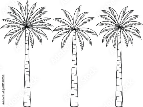 Palm tree collection vector illustration with tropical summer beach nature botanical engraving style design elements