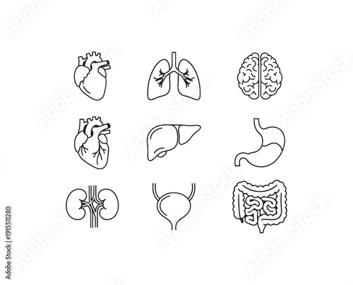 Human organ silhouette illustrations heart lungs brain liver stomach intestines kidneys and more