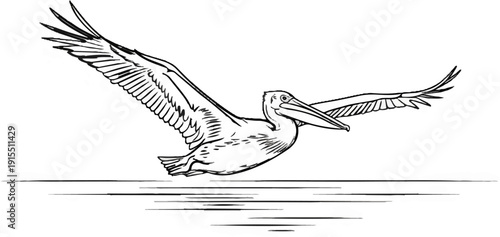 Black and white illustration of a pelican flying low over water