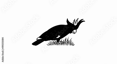 Black cockatoo with crest, pecking at grass. Stylized illustration