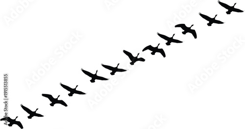 Vector Illustration of a Large Flock of Fifteen Black Geese Silhouettes Flying in a Diagonal Formation Against a Clean White Background for Nature