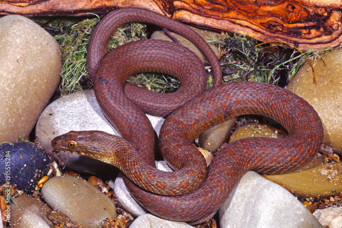 Quadro su tela Narrow-headed garternake, Thamnophis rufipuntatus.