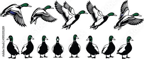 Mallard Duck Silhouette Collection Featuring Flying and Standing Waterfowl with Green Heads for Nature Conservation Hunting Sports and Wildlife Design
