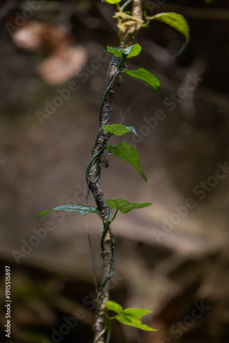 Rama de Arbol