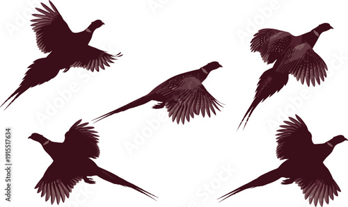 Pheasant Bird Silhouette Collection Featuring Flying Game Birds in Various Poses for Hunting Sports Wildlife Nature Conservation and Outdoor Graphic Design
